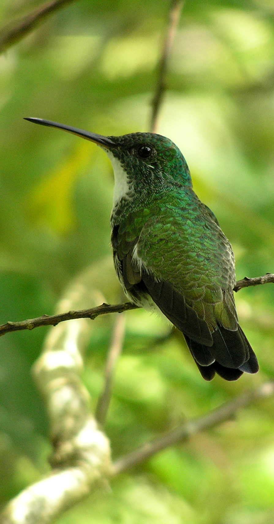 colibri